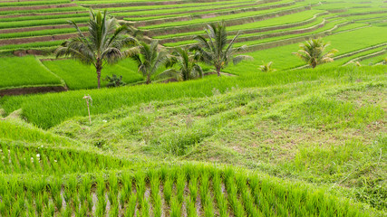 Pola ryżowe Indonezja - obrazy, fototapety, plakaty