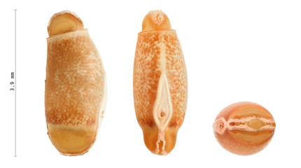Phasmatodea's eggs, Achrioptera fallax 3.9 mm, isolated on white