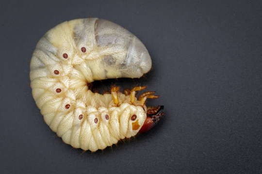Image of grub worms, Coconut rhinoceros beetle (Oryctes rhinoceros), Larva on black background.