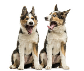 Border collies sitting together, yawning, isolated on white