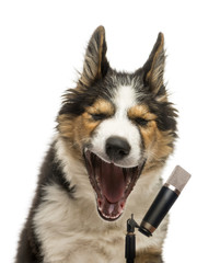 Close-up of a Border collie singing into a microphone, isolated on white
