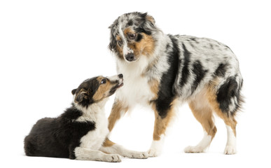 Border collie and Australian Shepherd playing together, isolated on white
