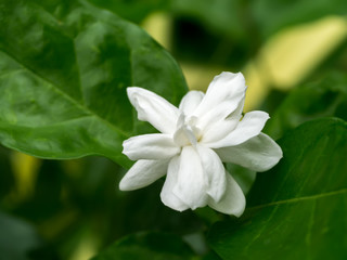 Obraz na płótnie Canvas White of jasmine flower.