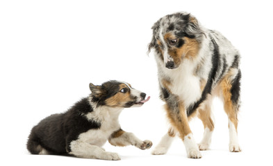 Border collie and Australian Shepherd playing together, isolated on white
