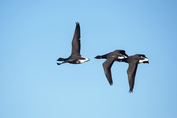 Brent Goose, Branta bernicla - Dawlish Warren, England