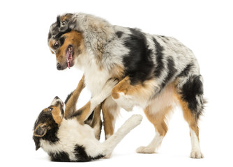 Border collie and Australian Shepherd playing together, isolated on white