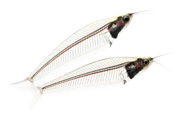 Side view of two Ghost catfish, Kryptopterus minor, isolated on white