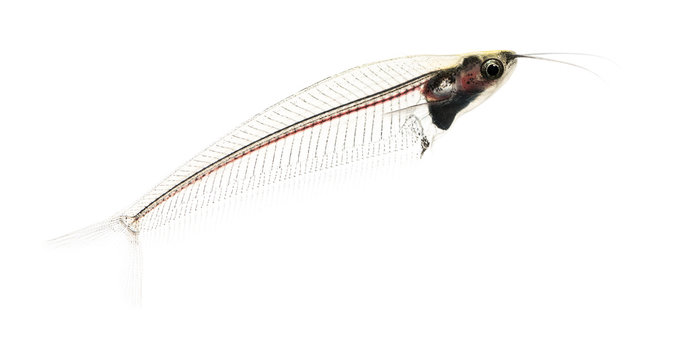 Side view of a Ghost catfish, Kryptopterus minor, isolated on wh