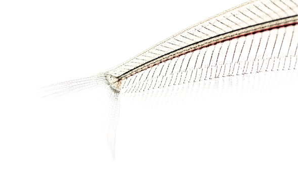Close-up of a Ghost catfish's transparent body, Kryptopterus min