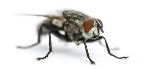 Flesh fly, Sarcophagidae, isolated on white