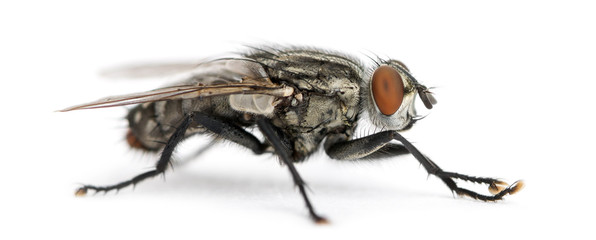 Side view of a Flesh fly, Sarcophagidae, isolated on white