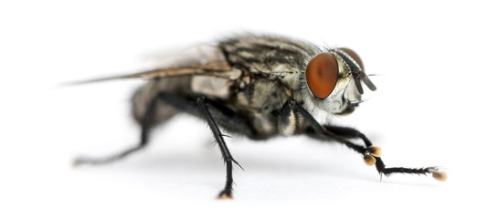 Flesh fly, Sarcophagidae, isolated on white