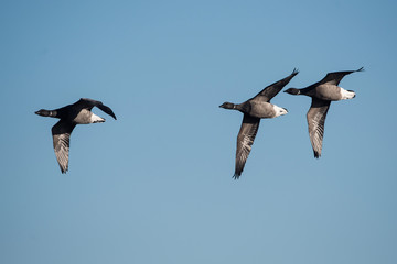 Brent Goose, Branta bernicla - Dawlish Warren, England