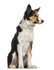 Border collie sitting, isolated on white