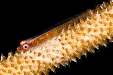 wire coral goby