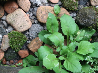 greend pink red roses in house garden - Gartenrosen im Hausgarten
