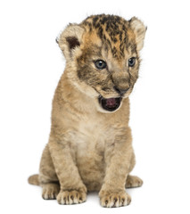 Obraz na płótnie Canvas Lion cub sitting, roaring, 16 days old, isolated on white