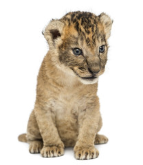 Lion cub sitting, 16 days old, isolated on white
