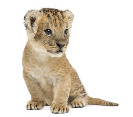 Fototapeta na wymiar Lion cub sitting, looking away,16 days old, isolated on white
