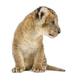 Lion cub sitting, looking away, 16 days old, isolated on white