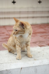 Fototapeta premium Cat of Wat Nangnong Worawihan Local Temple, Bangkok Thailan