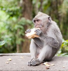 Makak jawajski © Zbyszek Nowak