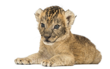 Lion cub lying, 16 days old, isolated on white