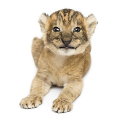 Obraz na płótnie Canvas Lion cub lying, smiling, 16 days old, isolated on white