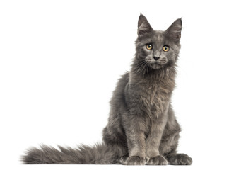 Front view of a Maine Coon kitten sitting, 4 months old, isolated on white