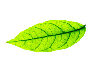 Fototapeta na wymiar Close up a green leaf on white background.