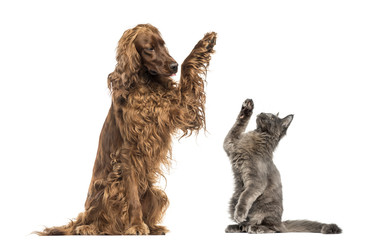Irish setter and Maine Coon kitten high-fiving