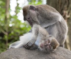 Makak jawajski © Zbyszek Nowak