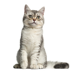 Front view of a British Shorthair kitten, sitting, 4 months old, isolated on white