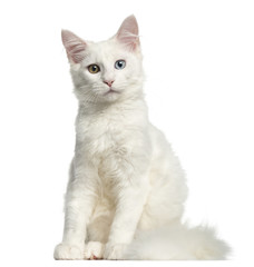 Front view of a Main coon kitten sitting, looking at the camera, 4 months, isolated on white