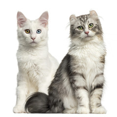Main coon and American curl kittens sitting and looking at the camera