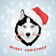 Dog portrait in a red Santa's hat with candy in mouth. Black and white Siberian husky with blue eyes. Merry Christmas and Happy New Year. The dog is a symbol of 2018. Vector illustration © Sergey Bogdanov