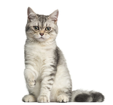 Front view of a British Shorthair kitten, looking at the camera, 4 months old, isolated on white