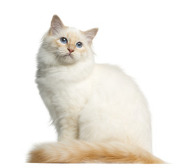 Side view of a Birman cat, looking away, isolated on white
