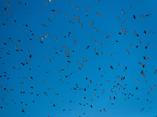 A lot of birds in the sky