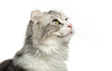 Fototapeta premium Close-up of an American Curl's profile, looking up, isolated on white