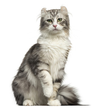 Front view of an American Curl sitting, looking at the camera, isolated on white