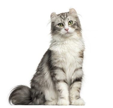 Front view of an American Curl sitting, looking at the camera, isolated on white