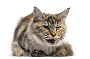 Front view of an angry Main Coon, lying, isolated on white