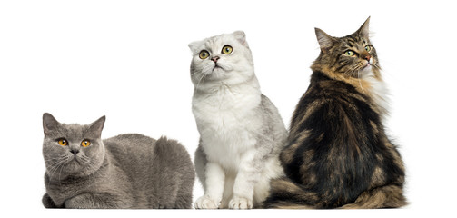 Group of cats sitting and lying