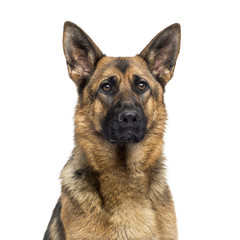 Close-up of a German Shepherd Dog (1 year old)