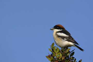 Woodchat shrike (Lanius senator), Crete