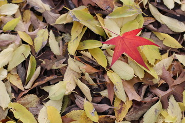 Letto di foglie come sfongo ed una foglia rossa che si distingue dalle altre