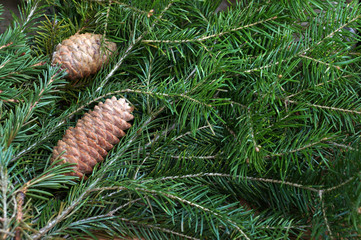 Fir cones on fir-tree branches
