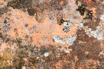 texture of rusted sheet of metal with fungus