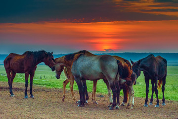 horses graze at dawn